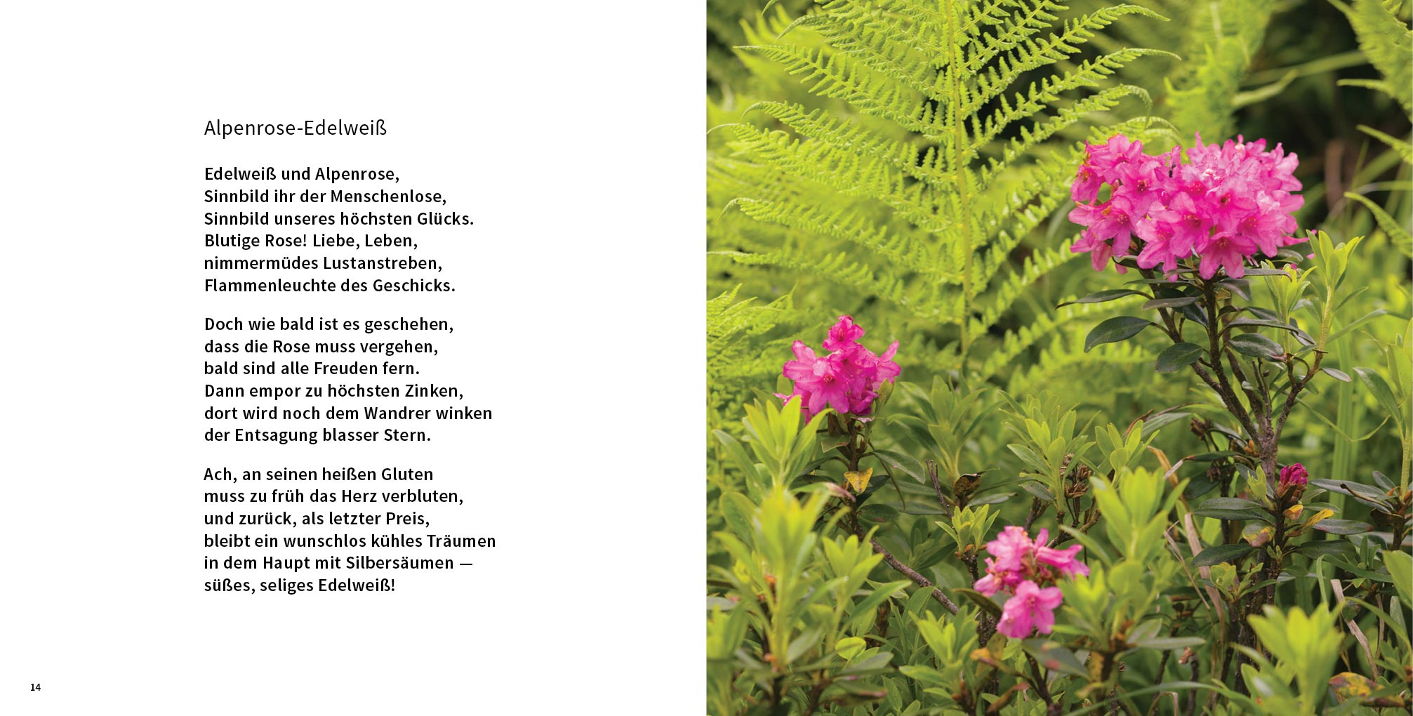 Rosegger Literaturabende Ramsau